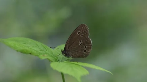 A Ringlet Butterfly, Aphantopus hyperantus, perched on a leaf. Summer. UK Stock Footage 313346481