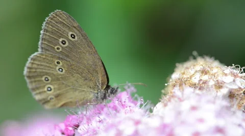 Ringlet Butterfly (Aphantopus hyperantus) on Spiraea bush 스톡 동영상 41891941