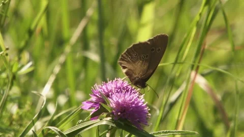 Ringlet Butterfly on a Blossom 스톡 동영상 313474144