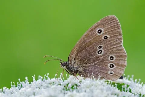 Ringlet butterfly, close-up Stock Photos