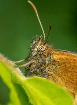 Ringlet Butterfly macro Stock Photos