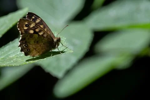 Ringlet butterfly perching on a leaf Stock Photos