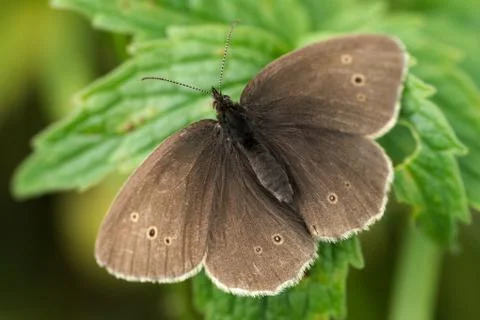Ringlet Butterfly Foto stock