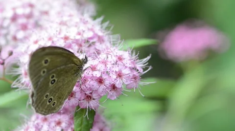 Ringlet Butterfly on Spiraea bush 動画素材 41890106