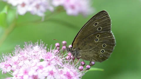 Ringlet Butterfly on Spiraea bush Video stock 41892530