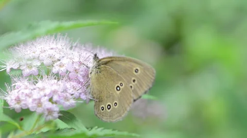 Ringlet Butterfly on Spiraea bush 스톡 동영상 41893257