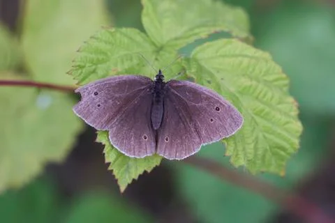 Ringlet on a leave Foto stock