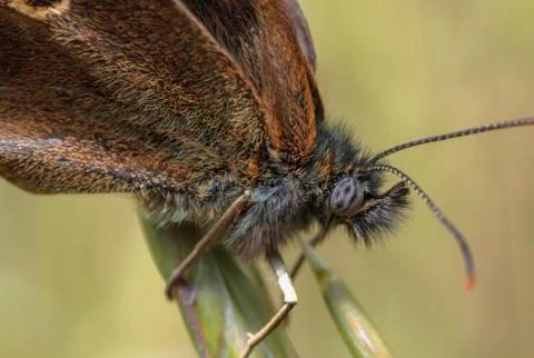 A Ringlet macro Stock Photos