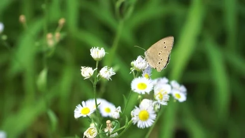 The ringlet (name in Latin: Aphantopus hyperantus) butterfly Stock Footage