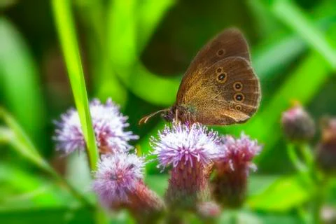 Ringlet - Thistle 库存照片