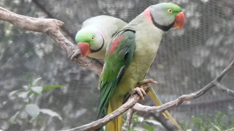 Ringneck Parakeet Stock Footage 227291373