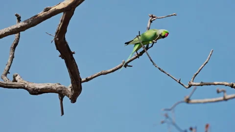 Ringneck parakeet sitting on the branch and flying away. 스톡 동영상 304875559