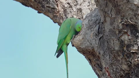 Ringneck parakeet sitting on the tree. Stock Footage 304869056