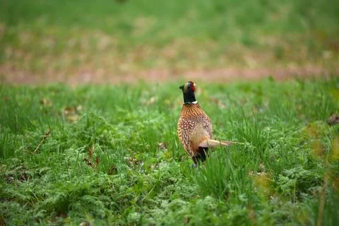 Ringneck Pheasant (Phasianus colchicus) Stock Photos
