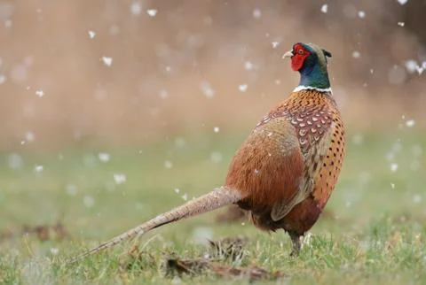 Ringneck Pheasant (Phasianus colchicus) Foto stock