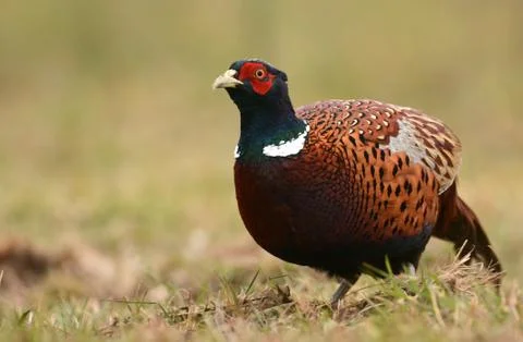 Ringneck Pheasant (Phasianus colchicus) Stock Photos