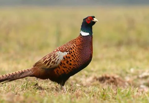 Ringneck Pheasant (Phasianus colchicus) Stock Photos