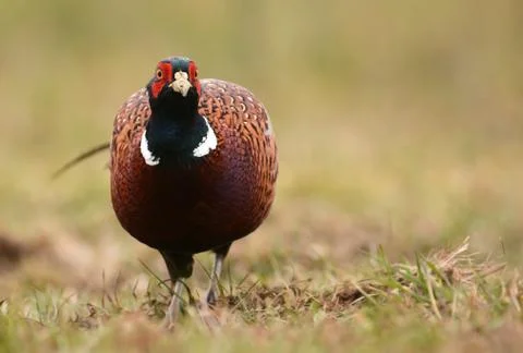 Ringneck Pheasant (Phasianus colchicus) Stock Photos