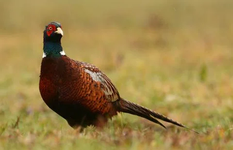 Ringneck Pheasant (Phasianus colchicus) Stock Photos