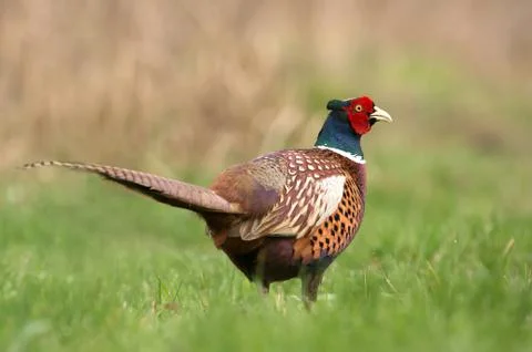 Ringneck Pheasant (Phasianus colchicus) Stock Photos