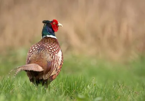 Ringneck Pheasant (Phasianus colchicus) Stock Photos