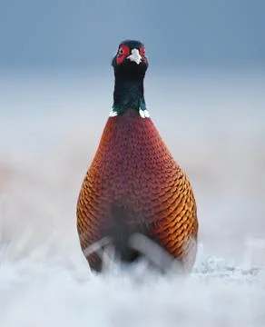 Ringneck Pheasant (Phasianus colchicus) Stock Photos