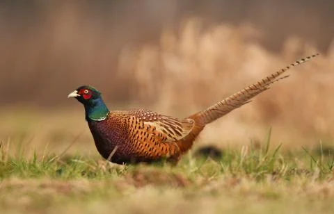 Ringneck Pheasant (Phasianus colchicus) Stock Photos