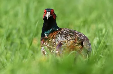 Ringneck Pheasant (Phasianus colchicus) Stock Photos