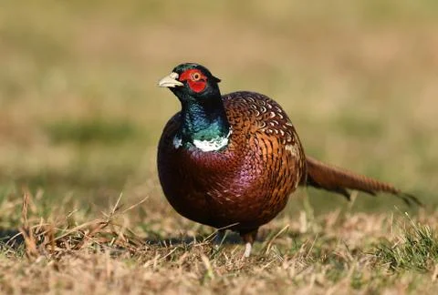 Ringneck Pheasant (Phasianus colchicus) Stock Photos