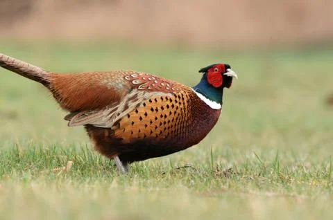 Ringneck Pheasant (Phasianus colchicus) Stock-Fotos