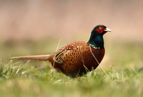 Ringneck Pheasant (Phasianus colchicus) Stock Photos