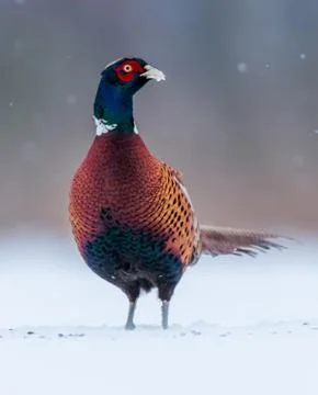 Ringneck Pheasant (Phasianus colchicus) Stock Photos