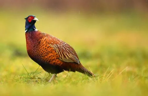 Ringneck Pheasant (Phasianus colchicus) Stock Photos