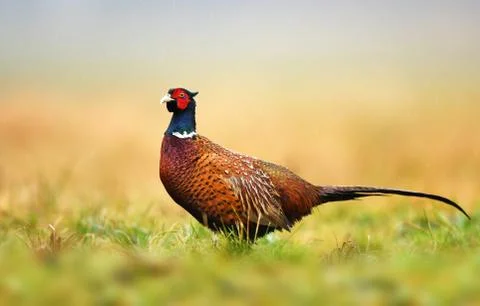 Ringneck Pheasant (Phasianus colchicus) Stock Photos
