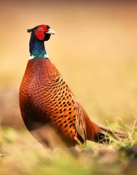 Ringneck Pheasant (Phasianus colchicus) Stock Photos
