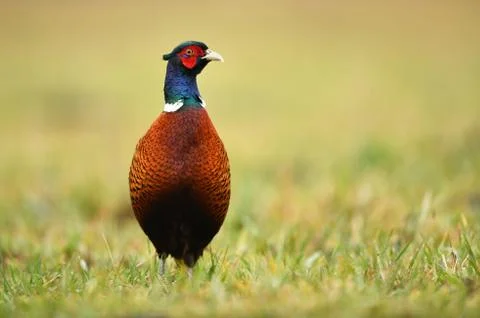 Ringneck Pheasant (Phasianus colchicus) Stock Photos
