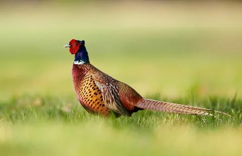 Ringneck Pheasant (Phasianus colchicus) Foto stock