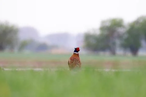 Ringneck Pheasant (Phasianus colchicus) Stock Photos
