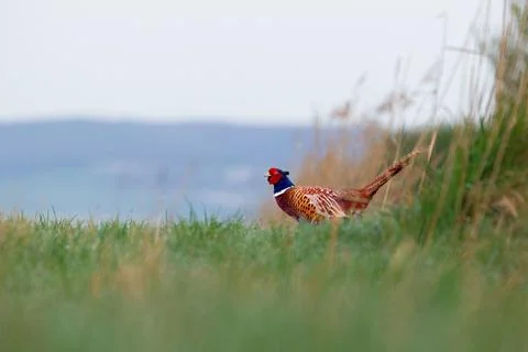 Ringneck Pheasant (Phasianus colchicus) Stock Photos