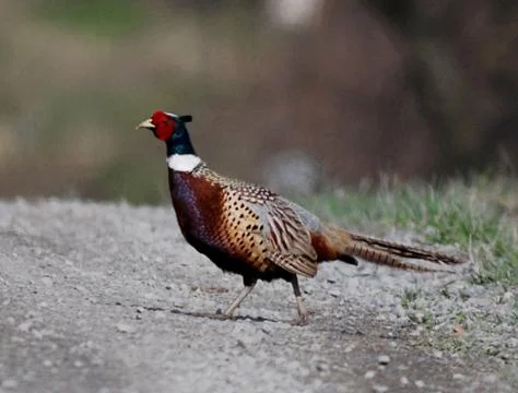 Ringnecked pheasant Stock Photos