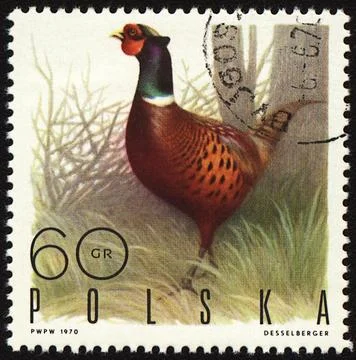 Ringnecked Pheasant on post stamp Stock Photos