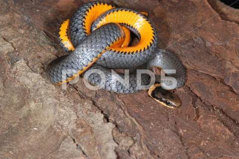 Ringnecked snake closeup Stock Photos