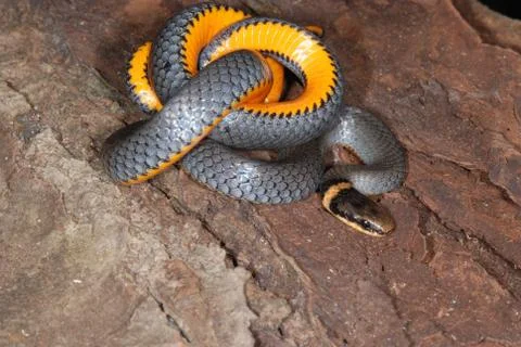 Ringnecked snake closeup Stock Photos