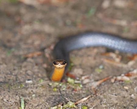 Ringnecked snake frontview Stock Photos