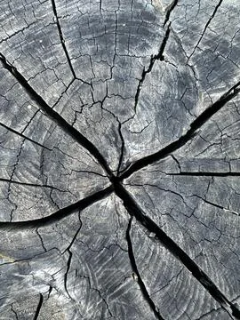 Rings of cracked tree stumps Stock Photos