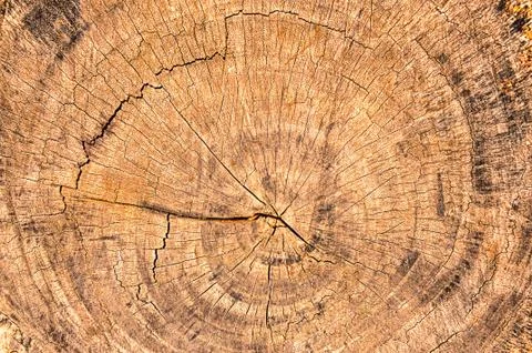 Rings of a  cut tree Stock Photos