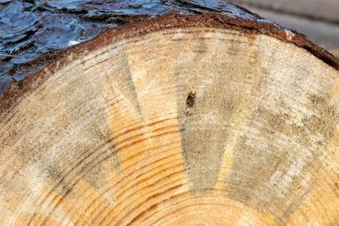 Rings on end of cut pine tree, space for copy on background. Stock Photos
