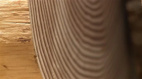 Rings life of a trunk Video stock 56949475