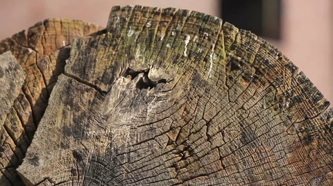 The rings on an old tree. Stock Footage 67826717