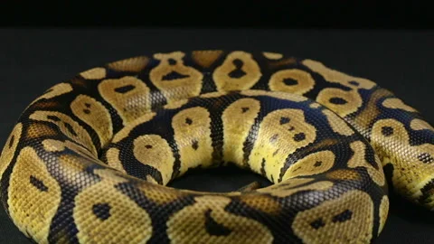 Rings of royal python Stock-Footage 88637639